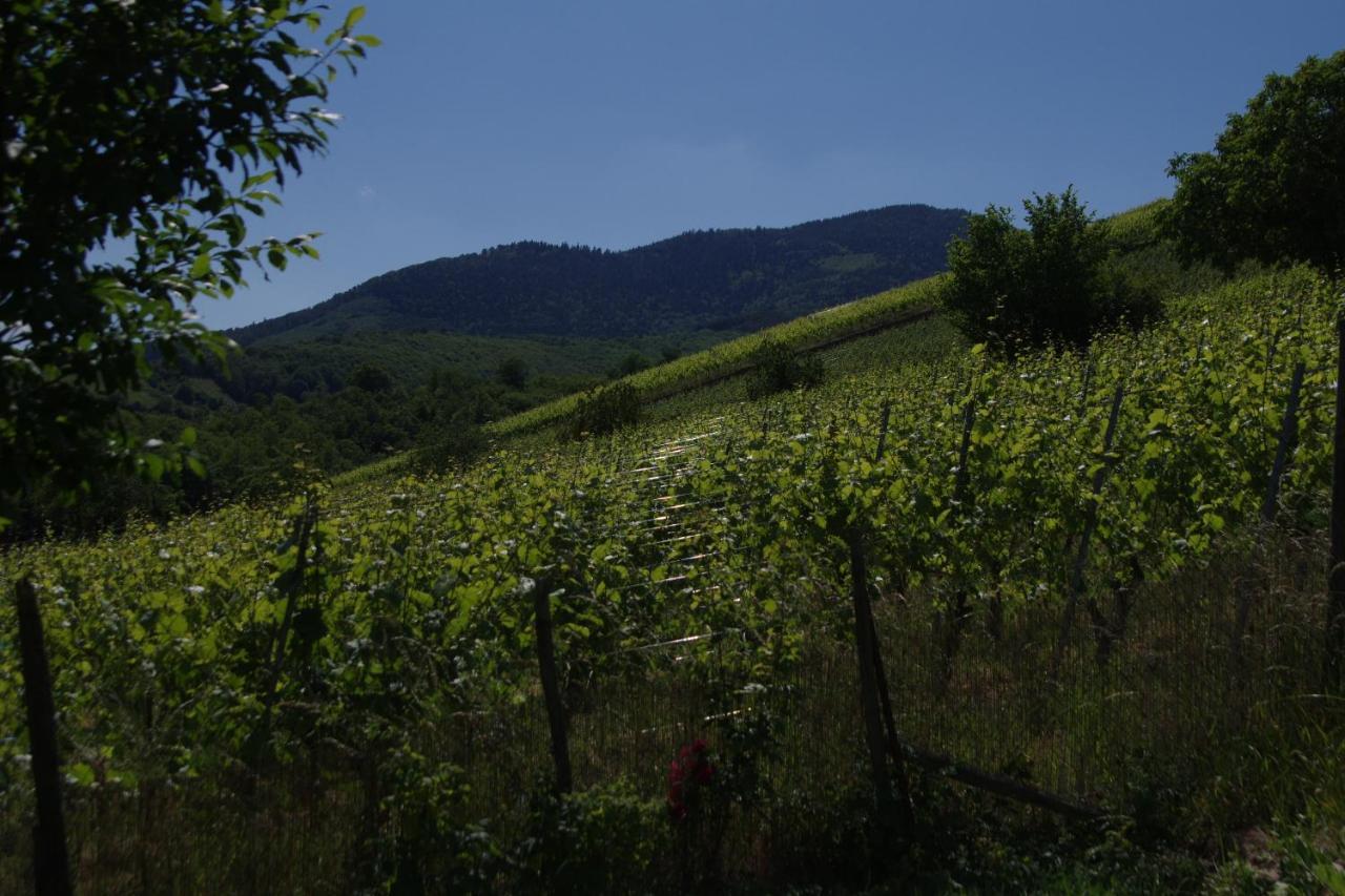 Gite De Charme Au Coeur Du Vignoble Alsacien Bernardvillé Eksteriør bilde